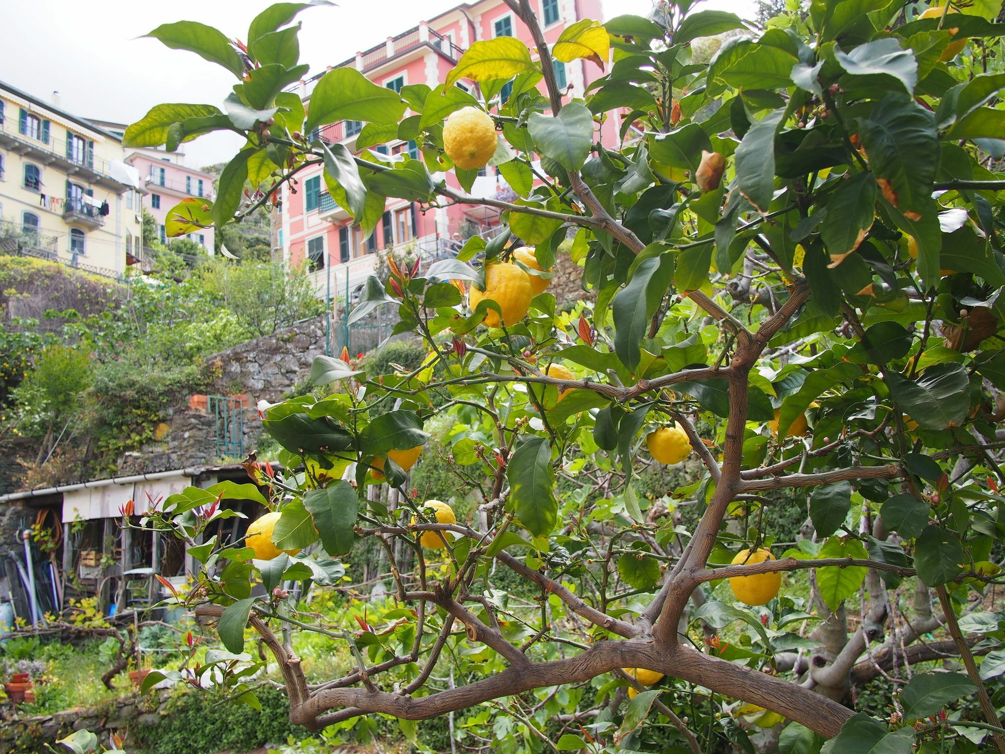 Ciao Bella Rainbow Hotel Riomaggiore Eksteriør billede